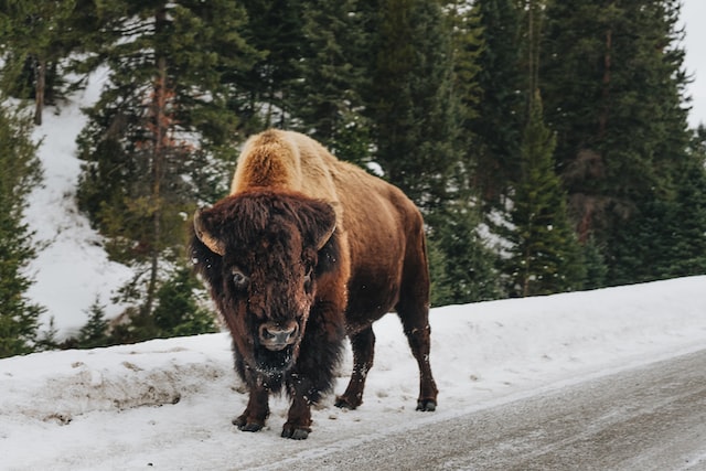 Bison in Yellowstone national park