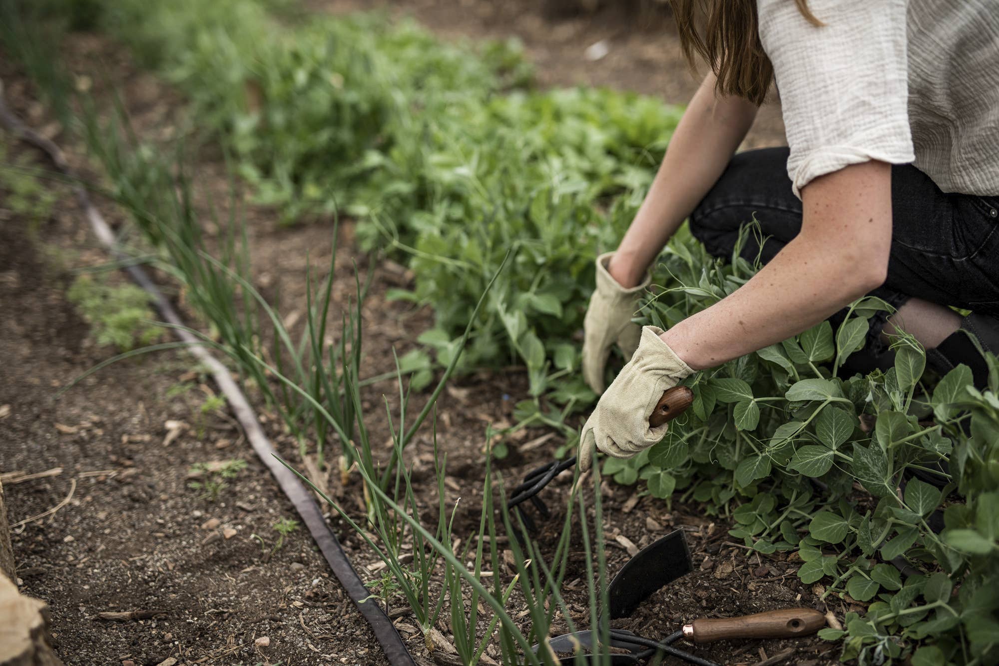 Barebones | Gardening Walnut Cultivator, Garden, Barebones, Defiance Outdoor Gear Co.