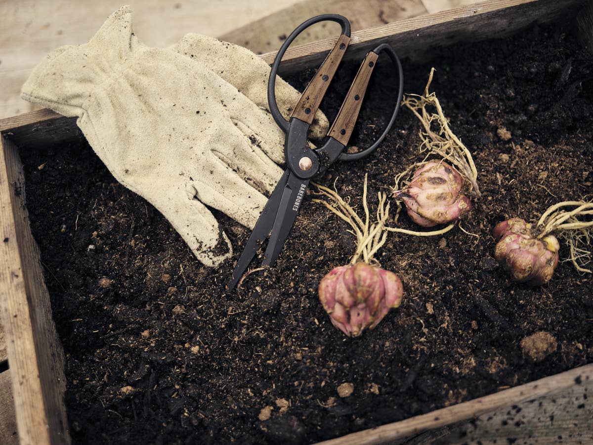 Barebones | Walnut Garden Scissors - Large, Garden, Barebones, Defiance Outdoor Gear Co.